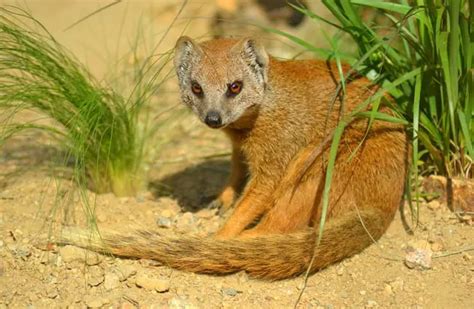 Mongoose - Description, Habitat, Image, Diet, and Interesting Facts