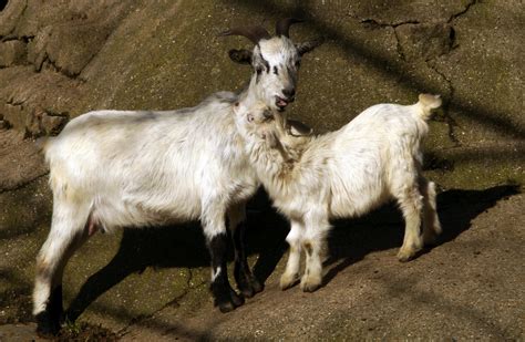 Cute Goat Kid Farm Free Stock Photo - Public Domain Pictures