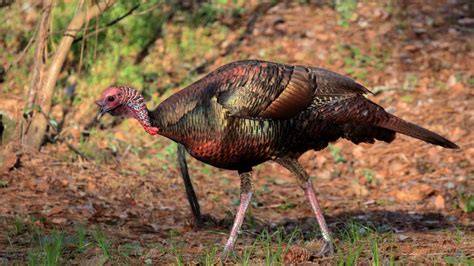 2023 Spring Hunt Guide - The National Wild Turkey Federation