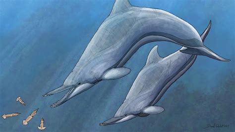 Dolphin With Tusklike Teeth, Nihohae Matakoi, Was a Unique Species ...