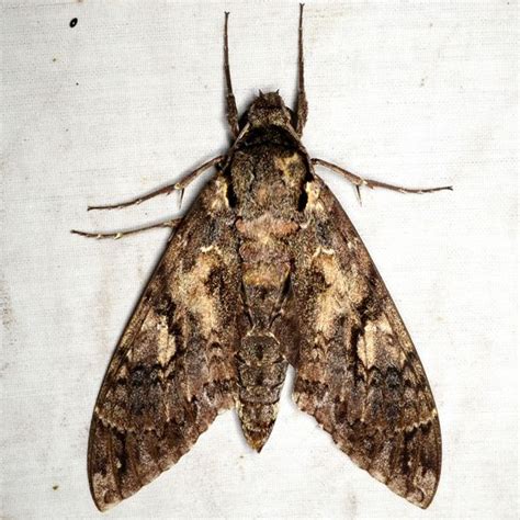 Giant Sphinx Moth - Cocytius antaeus - BugGuide.Net