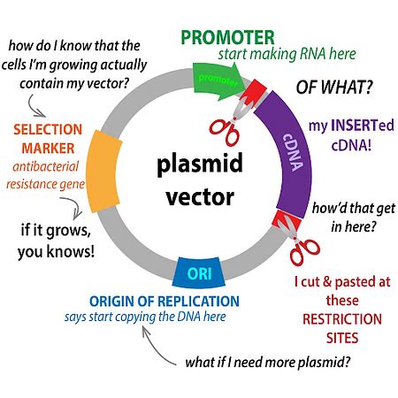 Plasmid: Definition, Types, Structure and Applications