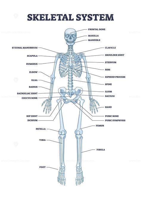 Skeletal system with body skeleton structure and anatomy outline ...