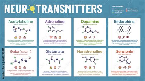 Neurotransmitters All Six Hormone-Acetylcholine, Adrenaline, Dopamine ...