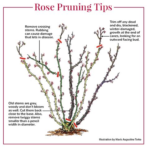 How to Prune Roses | Garden Gate