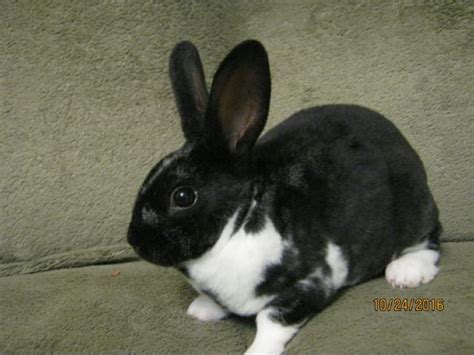 Mini Rex Rabbit: Comprehensive Breed Guide and Facts