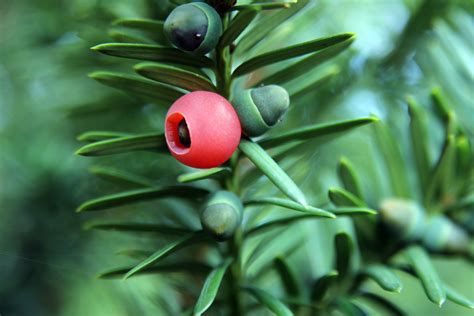 Yew tree guide: how to identify, why it’s so poisonous, and why it’s ...