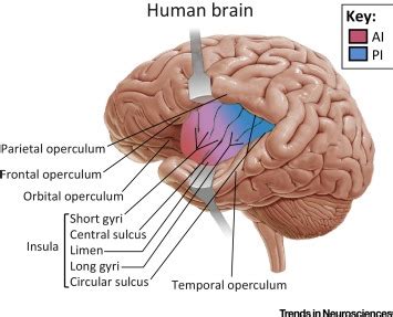 Insula