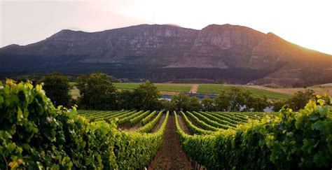 Top 10 wine farms in Cape Town