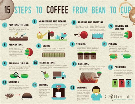 How Coffee is Made - Coffee Bean Corral