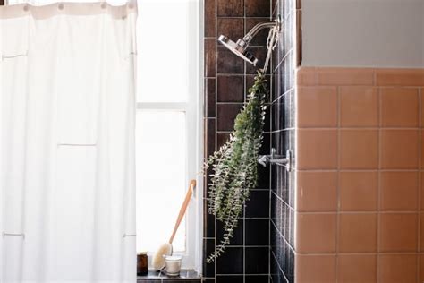 Eucalyptus in Shower: How to Hang Eucalyptus in the Shower | Apartment ...