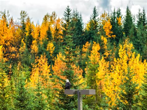 Ketchikan Rainforest Sanctuary, Totem Park and Eagles Excursion ...