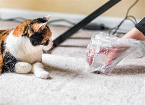 Cat Hairballs 101: How to Help | PetMD