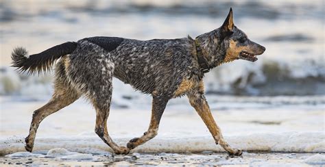 Blue Heeler Breed Guide (Lifespan, Size & Characteristics)