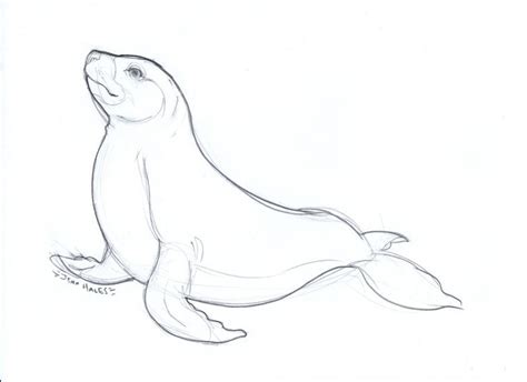 Baby Seal Drawing at PaintingValley.com | Explore collection of Baby ...