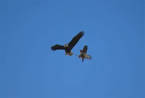 Hawk Vs Eagle Photograph by Trent Mallett - Pixels