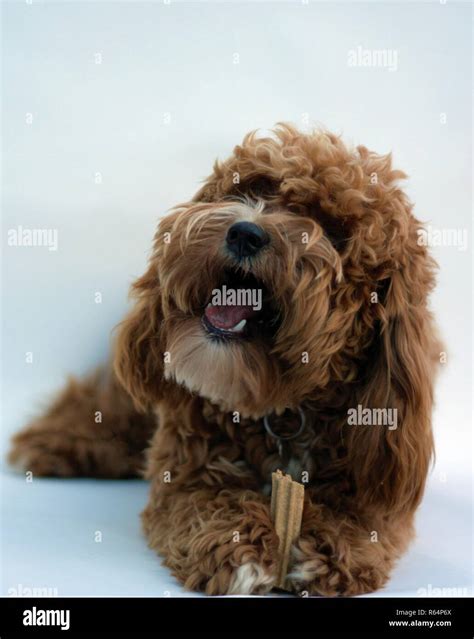 Bichon poodle mix hi-res stock photography and images - Alamy