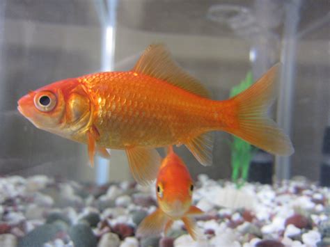 Types Of Goldfish - The Goldie Identification Guide | Common goldfish ...