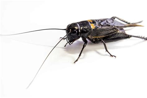 How to Get Rid of Crickets - The Bug Master Pest Control and Disinfecting