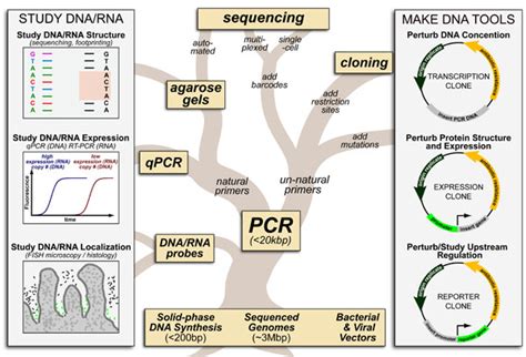 Molecular Biology Archives - Practically Science