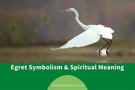 Egret Symbolism and Meaning (Totem, Spirit, and Omens) - Sonoma Birding