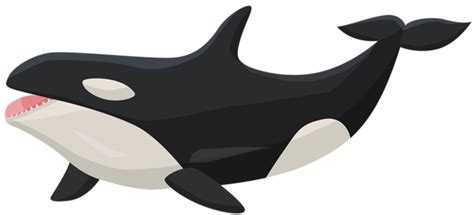 Orca Transparent PNG Clip Art Image | Gallery Yopriceville - High ...