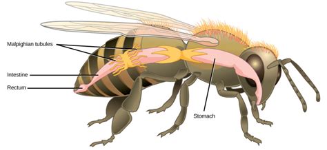 Excretion Systems | Biology II