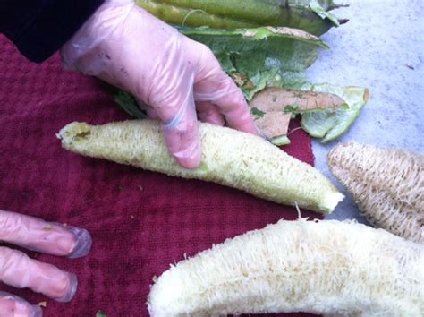 GARDEN LADY: Harvesting Loofah Sponges in the Garden