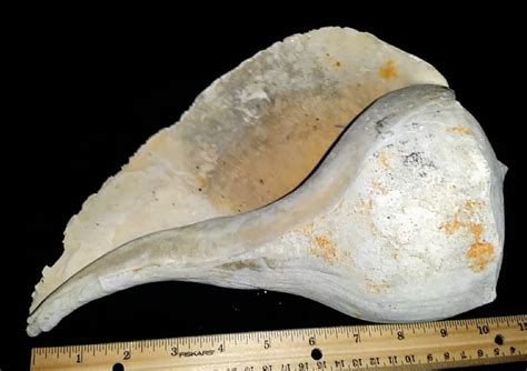 Florida fossil whelk sea shell all natural fossilized gastropod Busycon ...