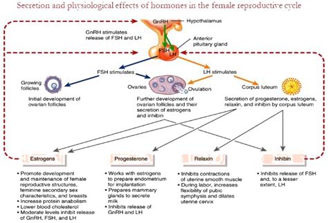 Explain the effects of LH,FSH,Estrogen and Progesterone on each other