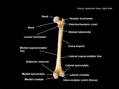 Image result for gluteal tuberosity | Human body anatomy, Body anatomy ...