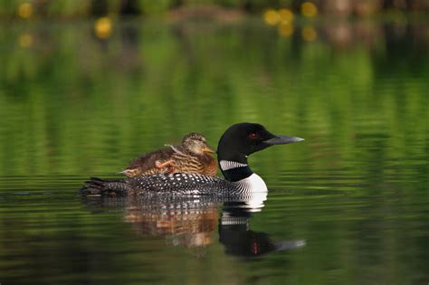 Historic Climate Legislation Would Create a Cleaner Future for Great ...