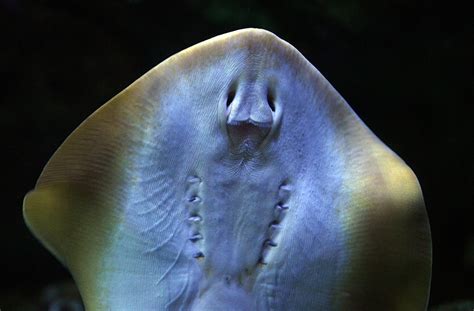 13-Foot, 660-Pound Monstrous Stingray Beats 9-Foot, 646-Pound Mekong ...