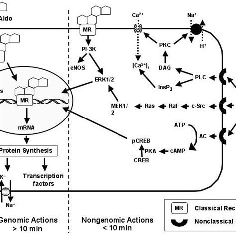 (PDF) Aldosterone Receptor Antagonists and Cardiovascular Disease: Do ...