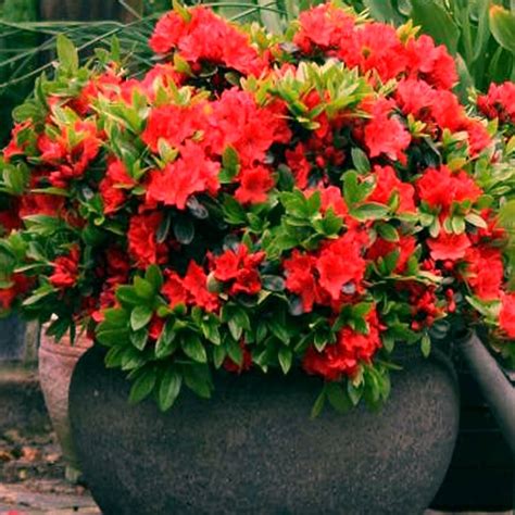 Red Azalea Japanese - Evergreen Shrub | GardenersDream