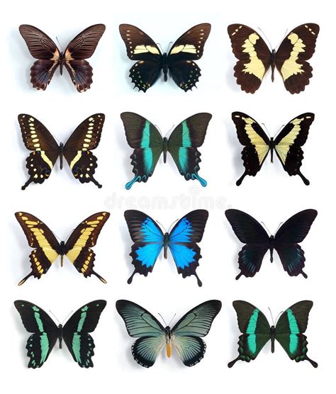 Papilionidae, Papilio (panel) Stock Image - Image of environment ...