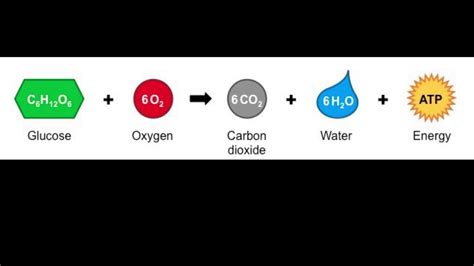 Cellular Respiration Equation