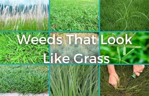 Weeds Look Like Grass