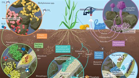 Soil microbiomes – a nature-based solution for sustainable agriculture ...