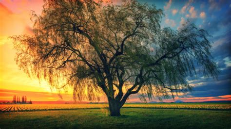 Green tree, trees, sunset, morning HD wallpaper | Wallpaper Flare