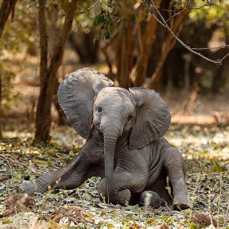 Omg. 🐘 ️ Photo from @africansforelephants on IG | Elephant, Animals ...