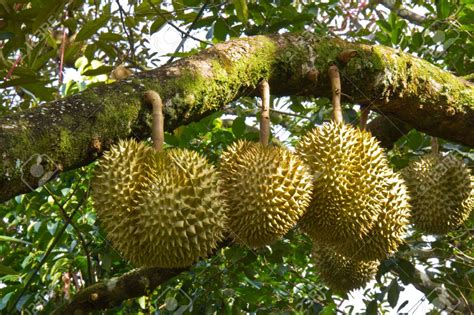 All about Ayurveda and Herbs: Durian Fruit: All About