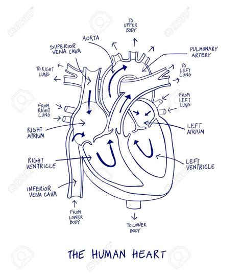 Sketch Human Heart Diagram Labeled - fallinlovewithyou-raura