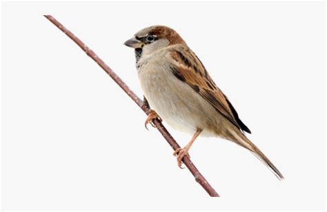 Sparrow Png Transparent Images - Maya Bird Clip Art, Png Download ...