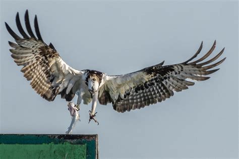 Osprey landing and ready for breakfast | DSC_1730 | Tedj1939 | Flickr