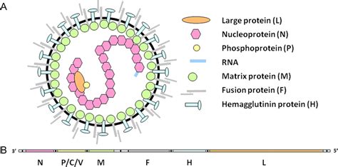 Measles virion and genome. A, Schematic representation of a measles ...