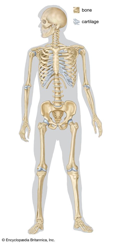 Human skeleton | Parts, Functions, Diagram, & Facts | Britannica