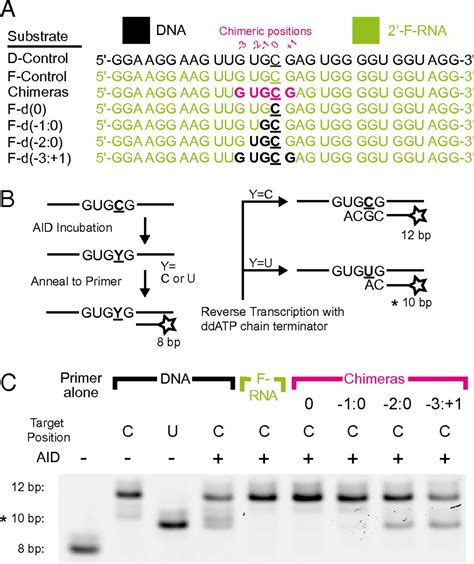 Nucleic acid determinants for selective deamination of DNA over RNA by ...