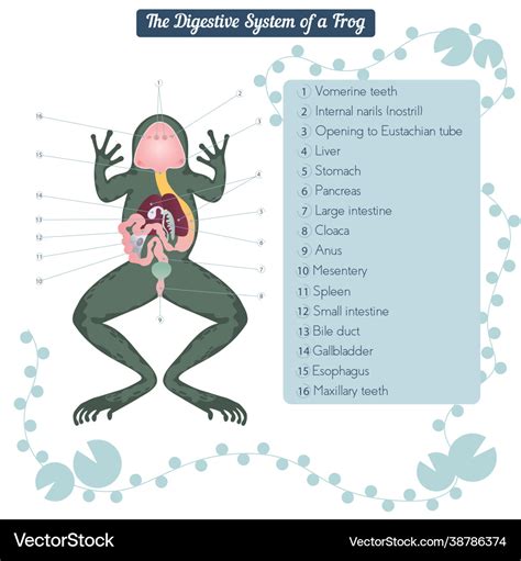 Large Intestine Function Frog | Bruin Blog