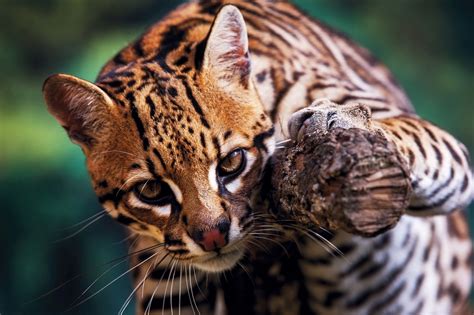 Guía para viajar al Parque Nacional del Manu | Blog Denomades ...